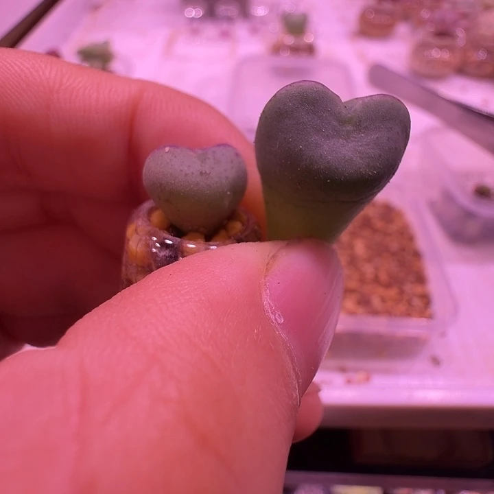 用***2迷你爱心将5颗➕大点的爱心将5颗，裸根发货