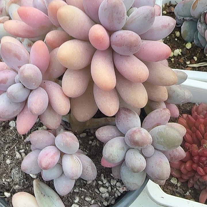 青蛙王子儿童牙膏11