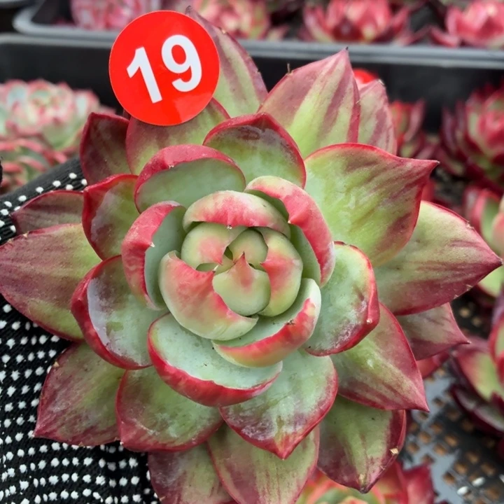 多肉植物 惊鸿仙子-4