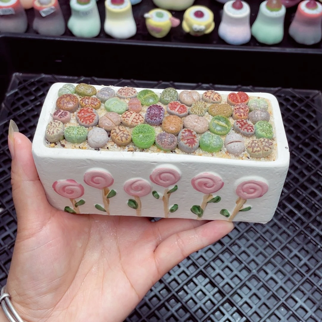 w5765 盆微瑕 带盆土发货一物一拍