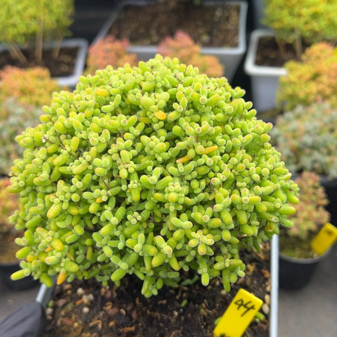 金桔糖球44号12cm盆