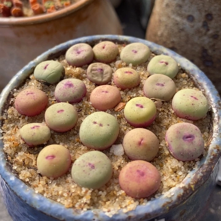 1380B小红嘴1颗买3送1