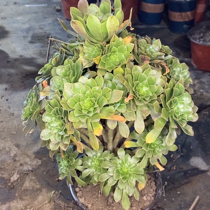 原始绿多肉植物27