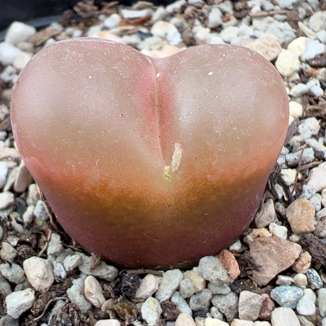 10.30好看的多肉脱土发货986