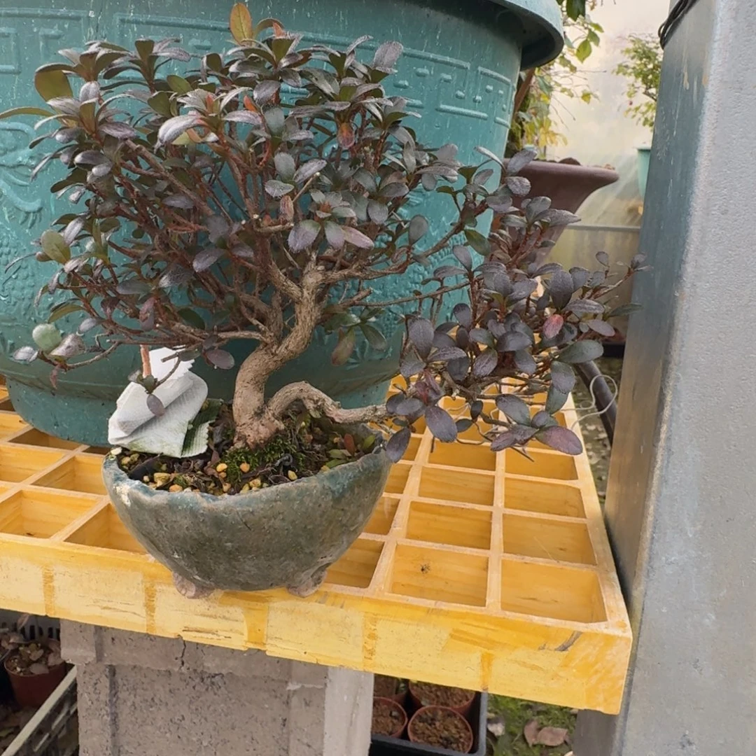 杰***杰无花朵杜鹃。顺丰到付不包邮