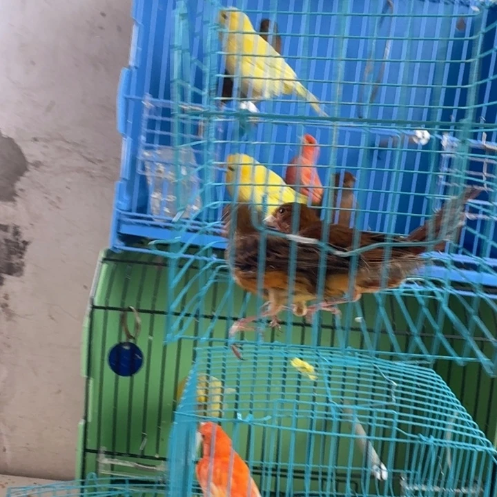 王***爷文鸟桂皮一对，下午发