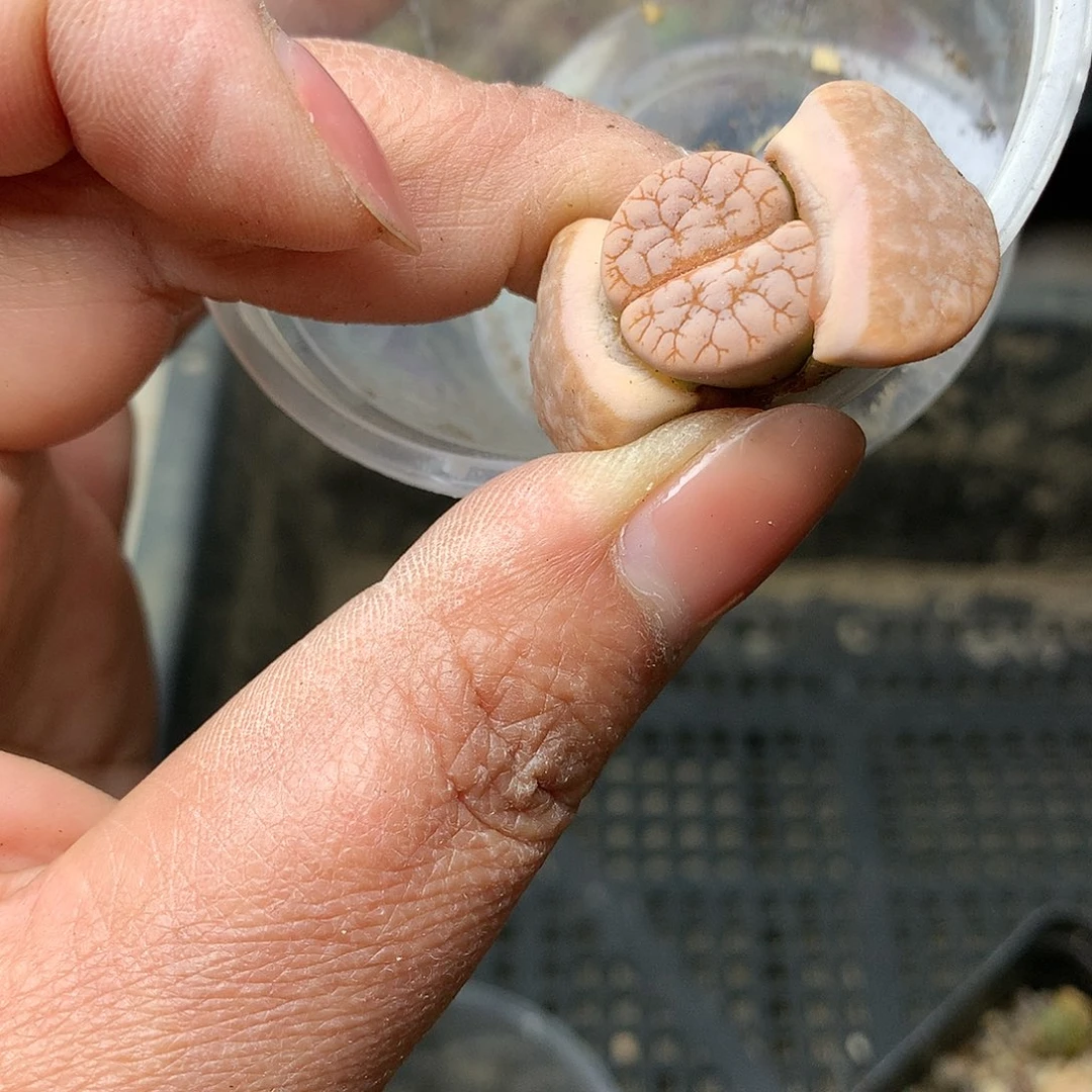 H351多肉植物保护研究所