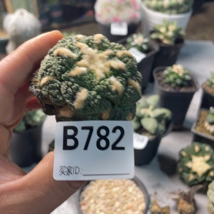 782哥斯拉一个仙人球