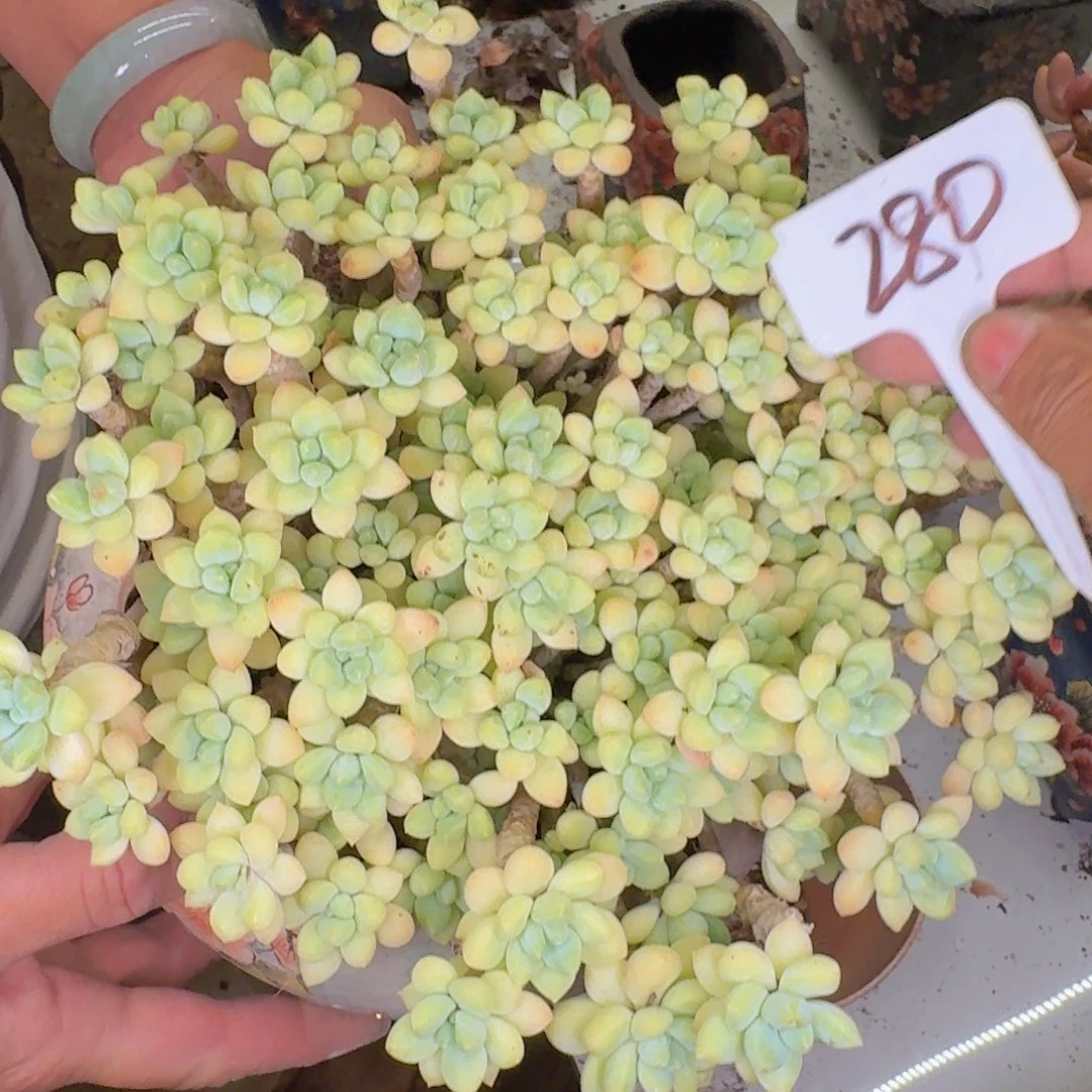 多肉植物的生长发育和