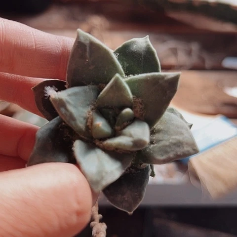 当前无花栽培后可以开花371仙人球