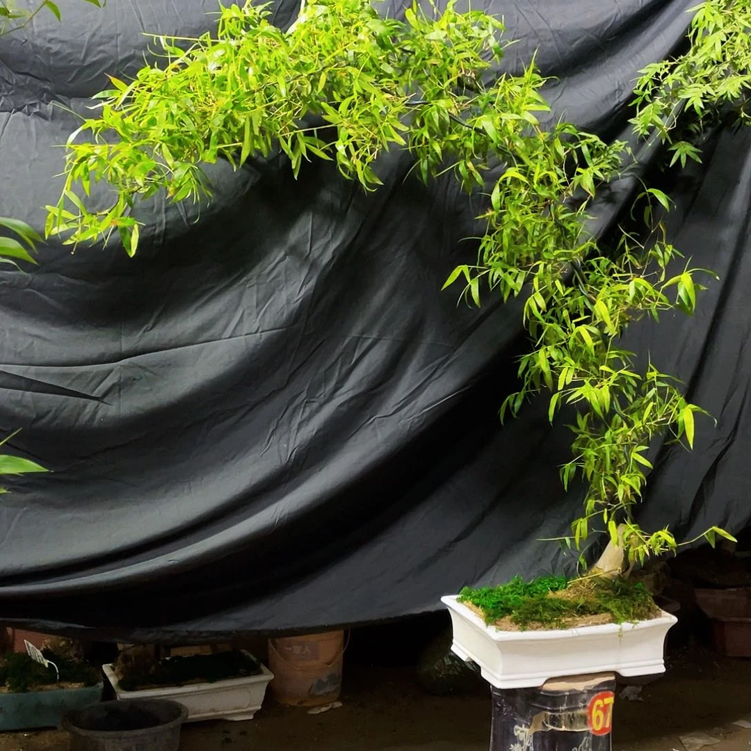 朝**农小叶簕竹熟桩陶瓷盆一物一拍