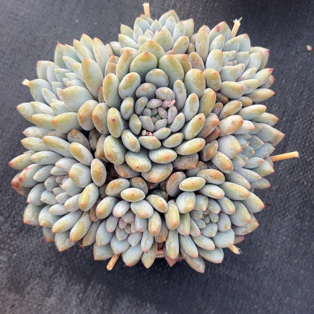 半夏捧花多肉植物