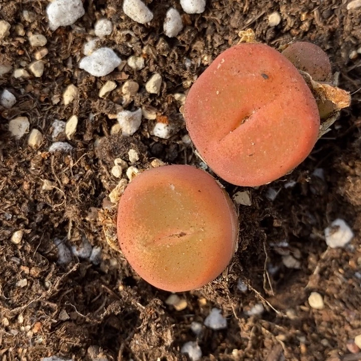 水蜜桃2颗一组一组