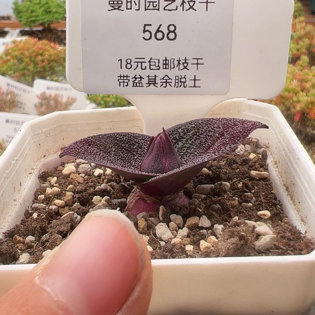 忕*568号紫镜12.15多肉