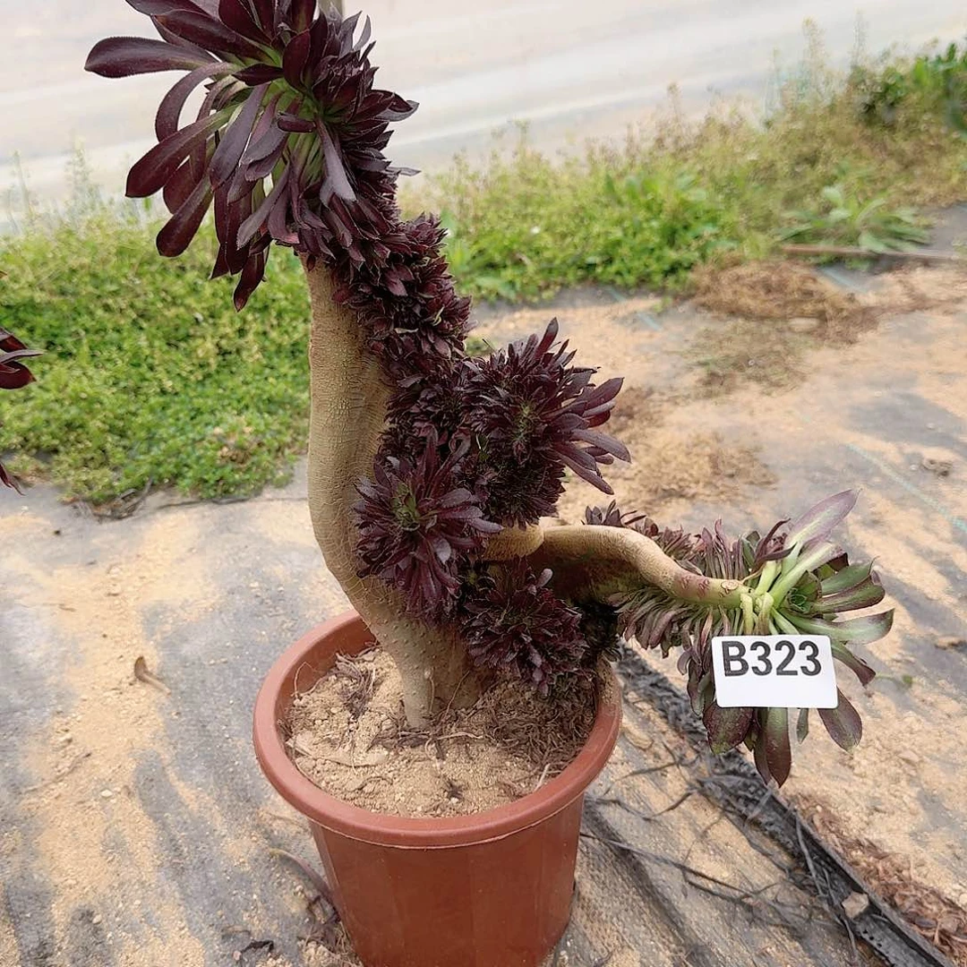 323黑法师一颗呀呀