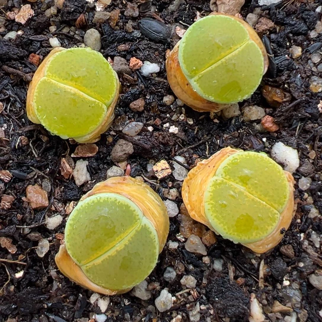 2.5好看的多肉脱土发货808