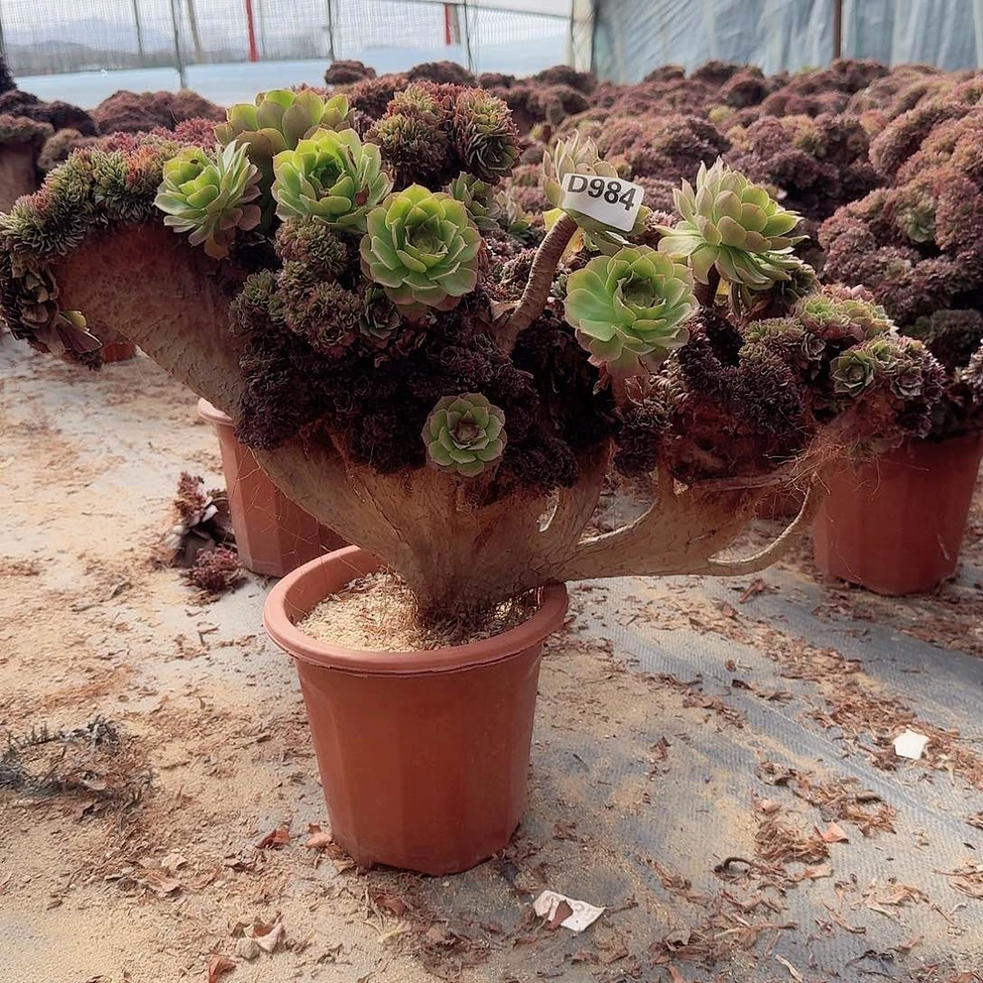 小****活984万朵朵有伤，一颗