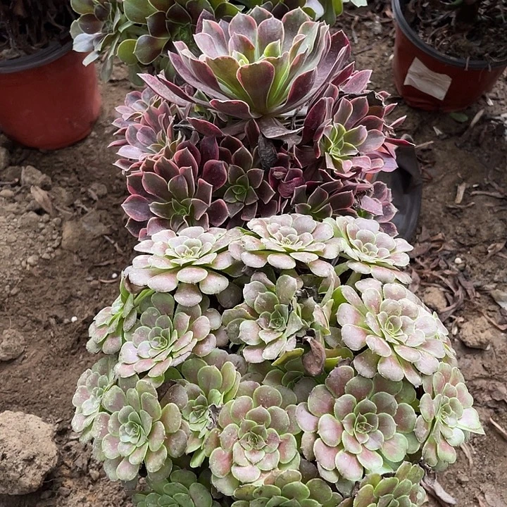 2棵玫瑰玫瑰玫瑰玫瑰