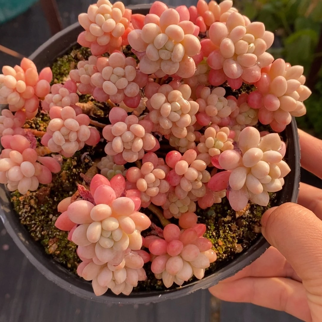 鱼子酱老桩一物一拍