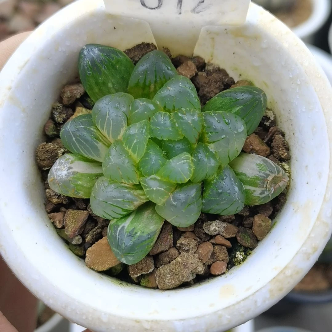 012号冰灯玉露锦一物一拍带盆土发货满38包邮