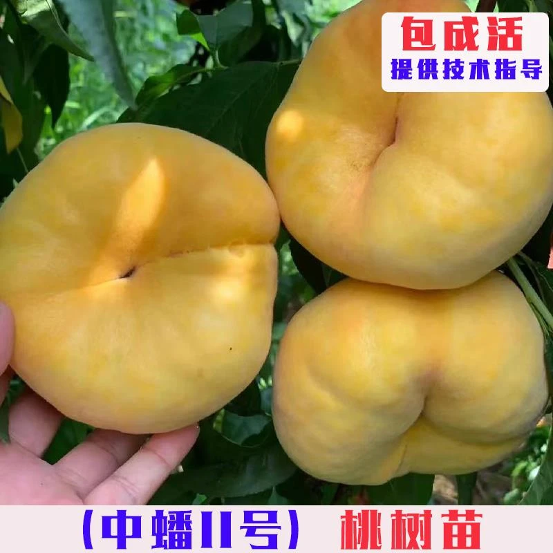 嫁接中蟠11号蟠桃树果苗特大脆甜黄金蟠桃树苗南北方庭院盆栽地栽