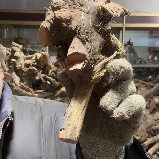 香榧木小*火琉璃的毛料摆件