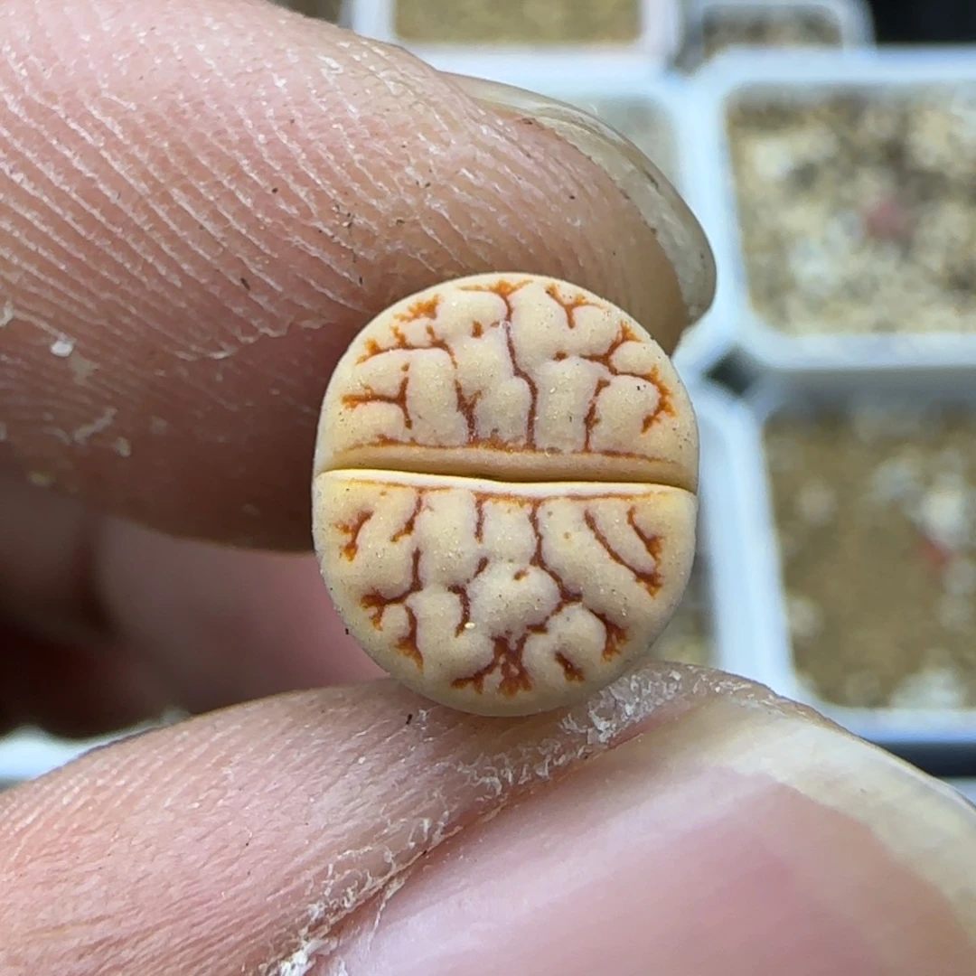 296 生石花大棚直播