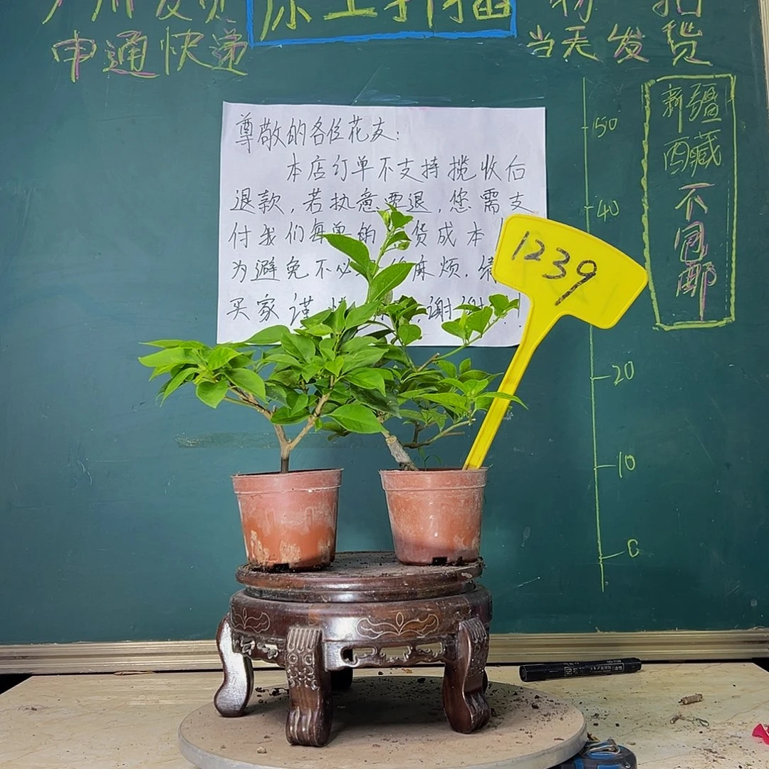 当前无花栽培后可以开花白雪公主掌中宝 暗斑水晶掌中宝1239