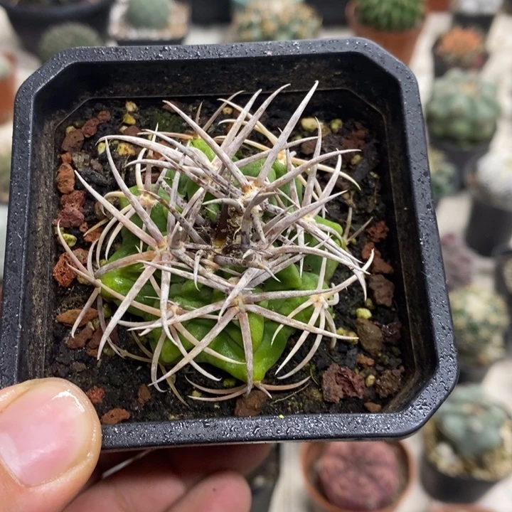 久***』实生碧岩玉特价福利