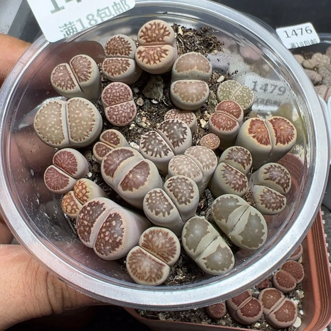 【闪购商品】 1483。