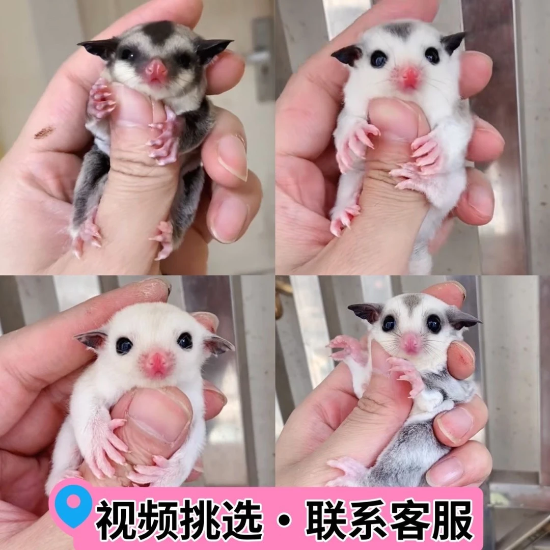 【京东快递】蜜袋鼯活宠蜜袋鼬活物幼崽白脸马赛克宝宝网红小飞鼠