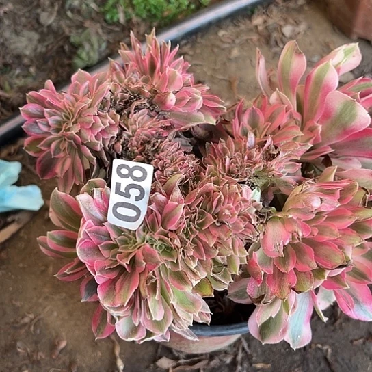 与***舞多肉植物一个女巫058