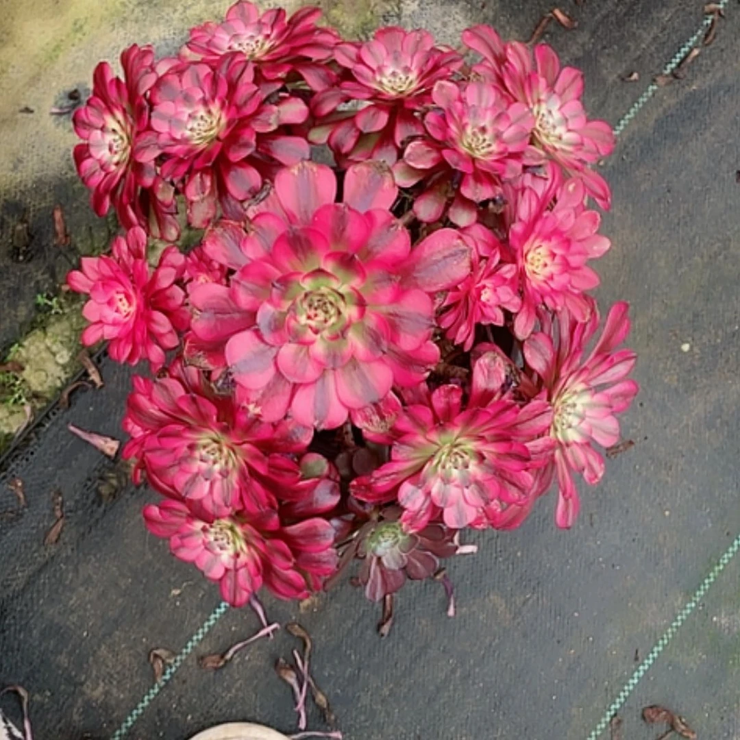 【闪购商品】法师好看也好养