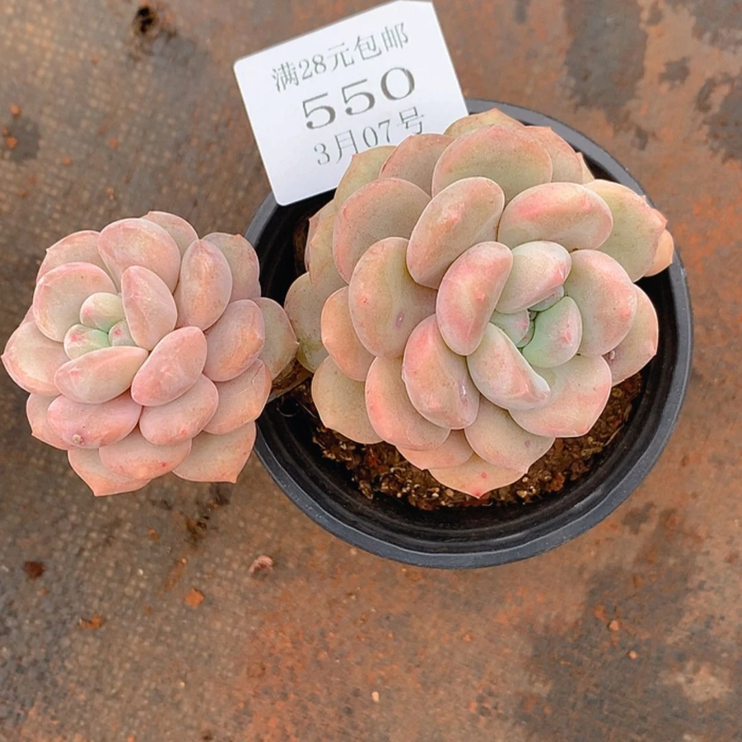 【闪购商品】云550