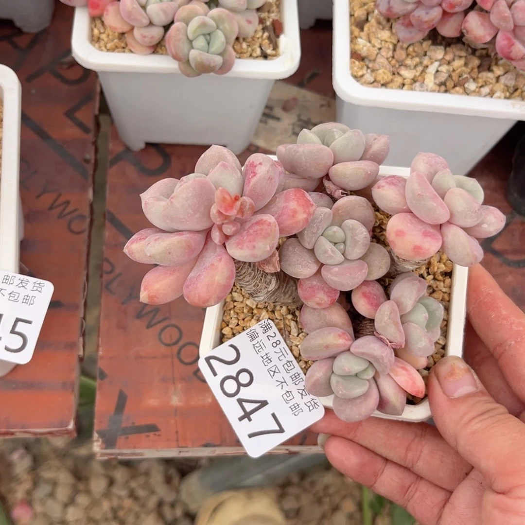 大2847，v cvv n n n n