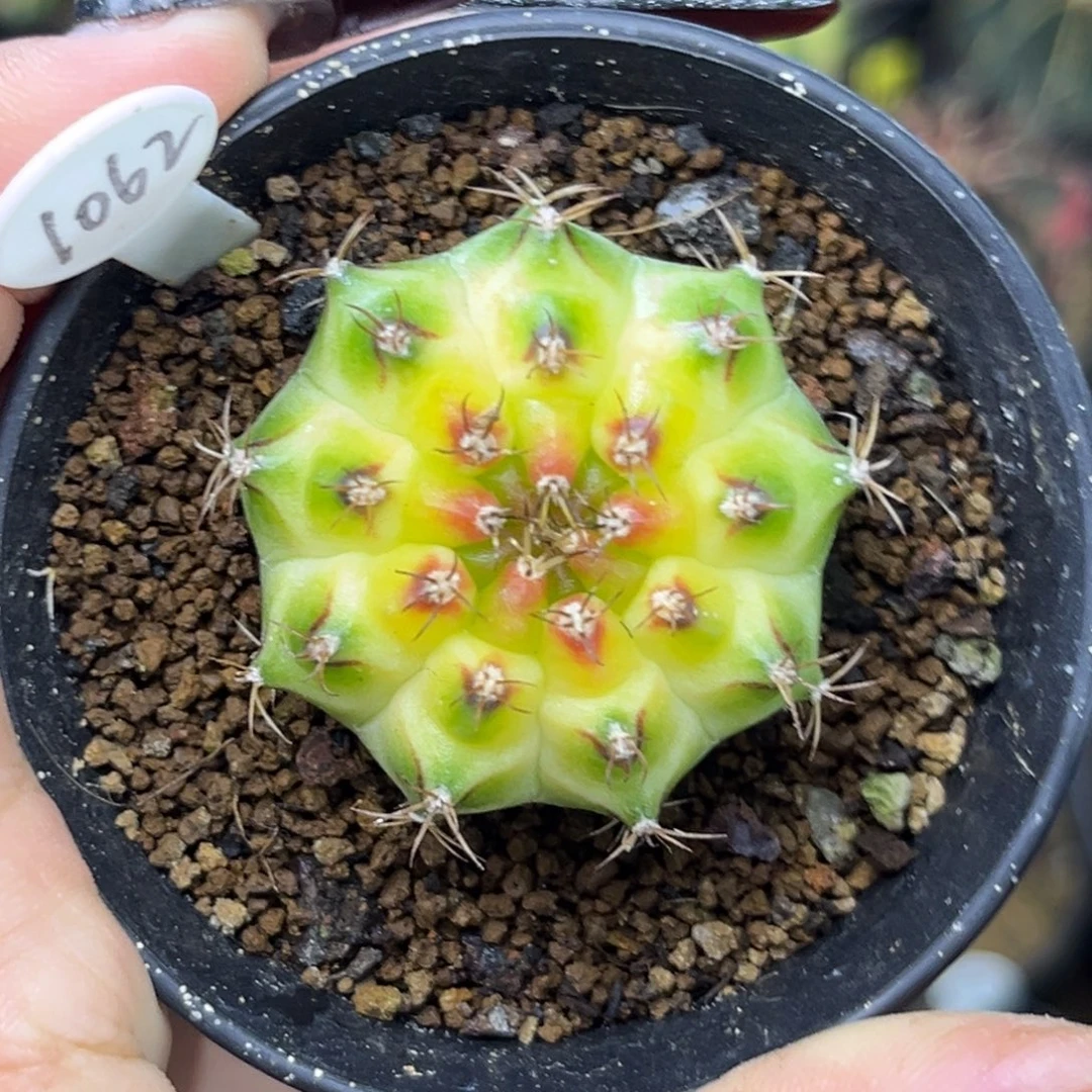 1062 泰系轮回 带盆土发货