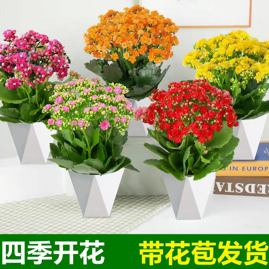 【颜色随机1盆】长寿花盆栽室内阳台植物重瓣大花苗四季开花好养