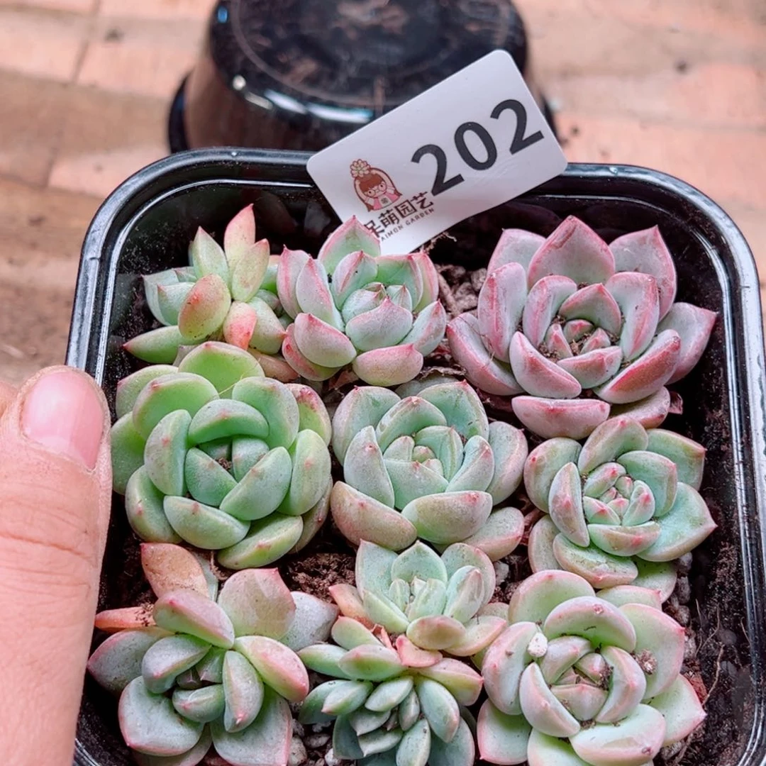 当前无花朵，栽培后可花朵