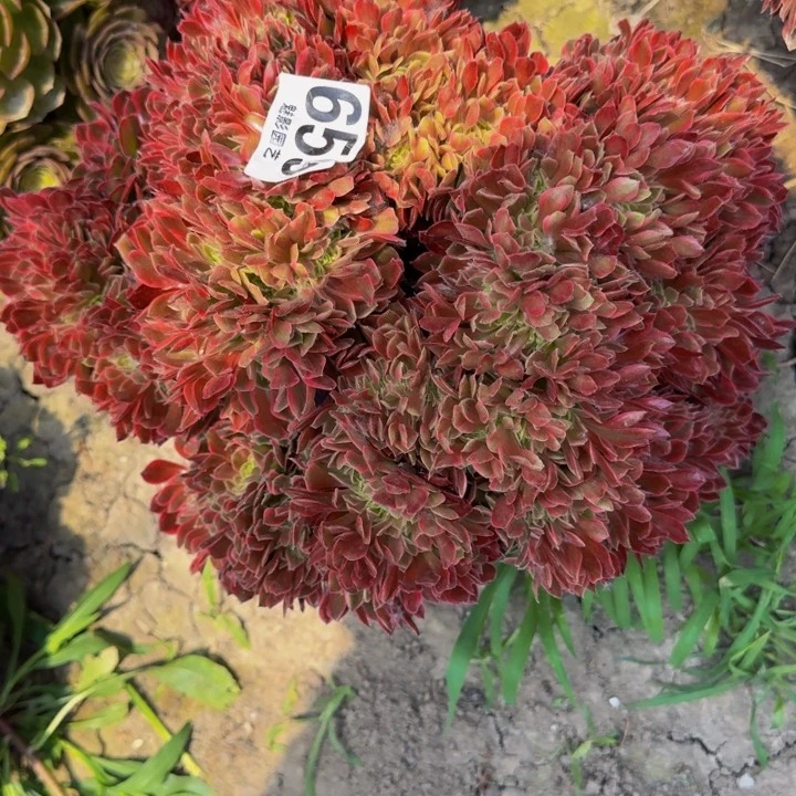 女妖花29-23包邮花花