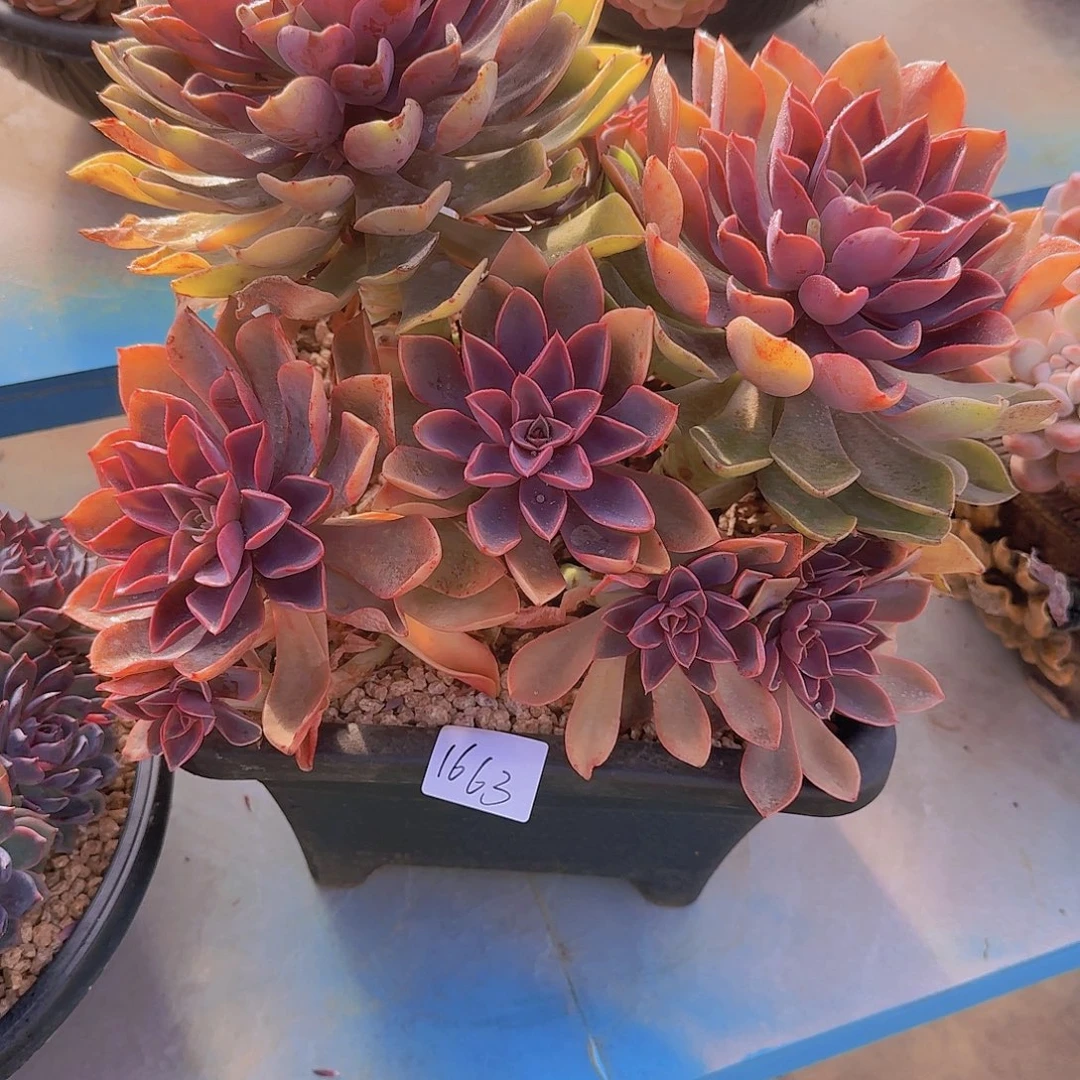 1663紫气东来多肉植物