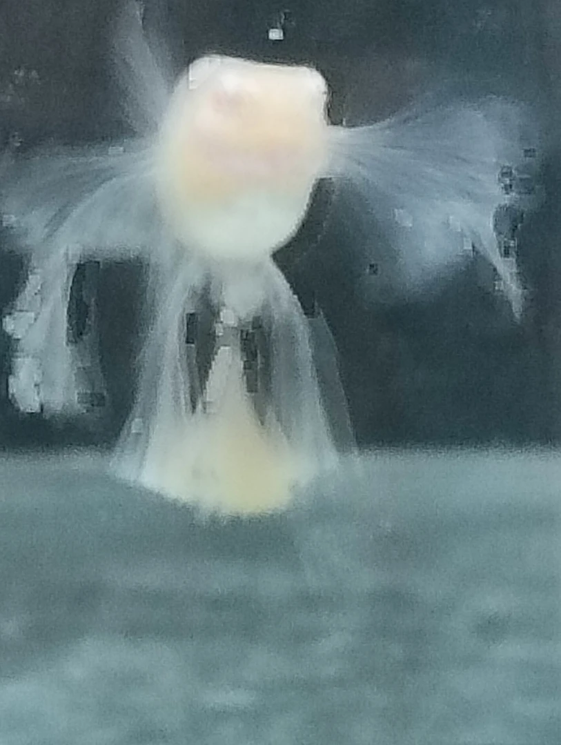 斗鱼小型热带淡水观赏鱼好养耐活适合当宠物鱼