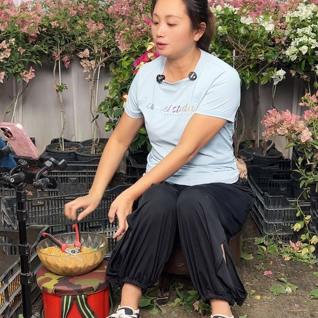 当前无花栽培后可以开花三角梅50