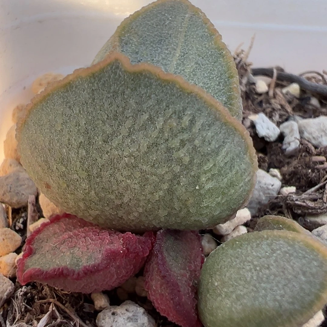 凤羽多肉植物水泡