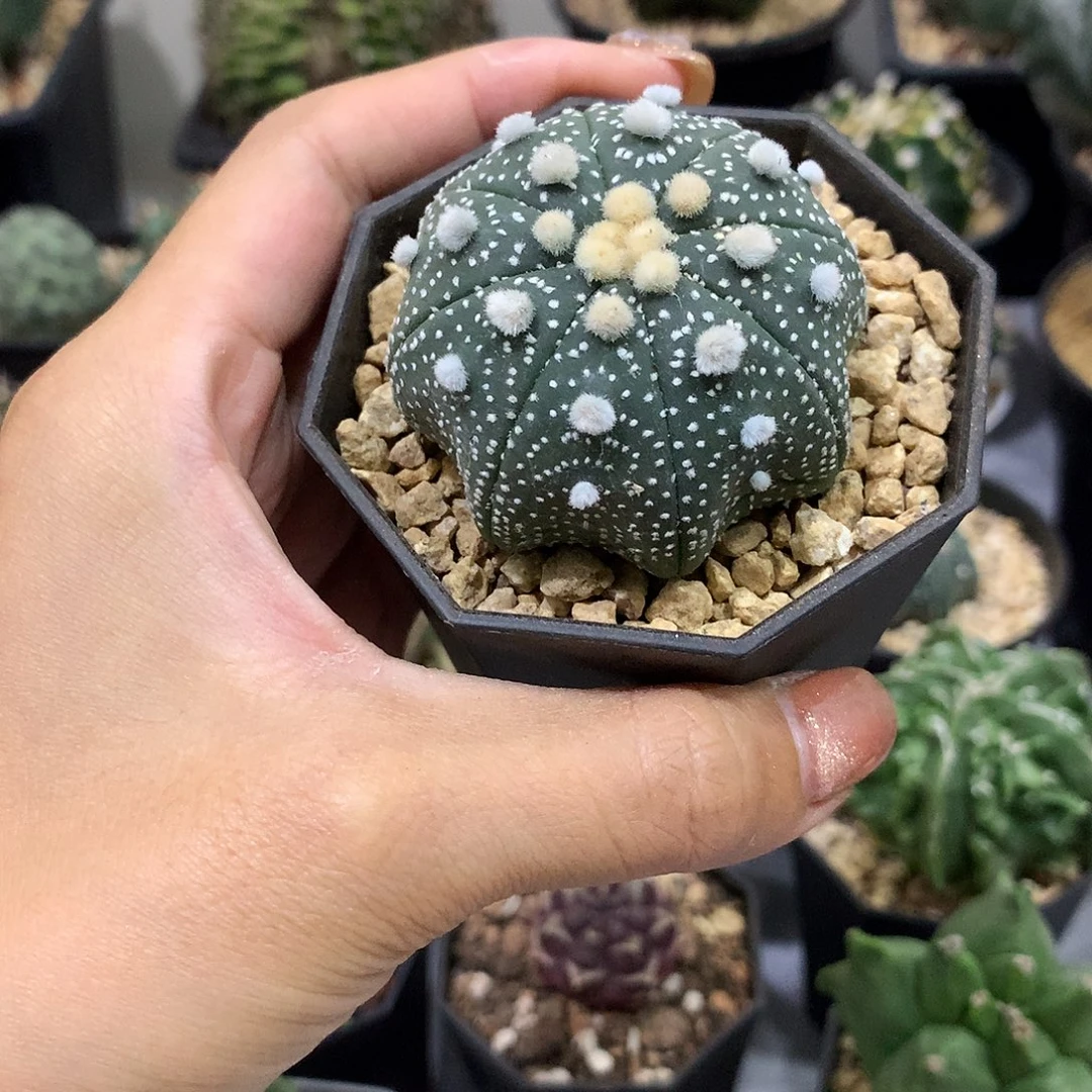 实生根大尤雪花海星兜