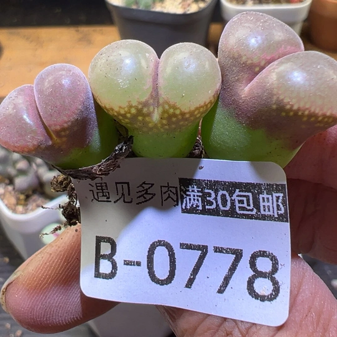 多肉植物111111111111