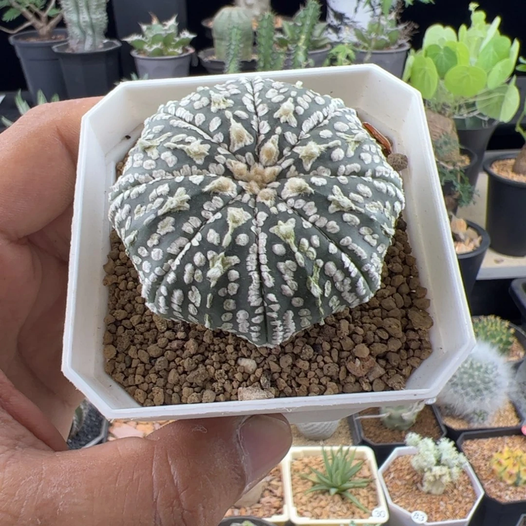 海星v兜实生5.2一物一拍带盆发
