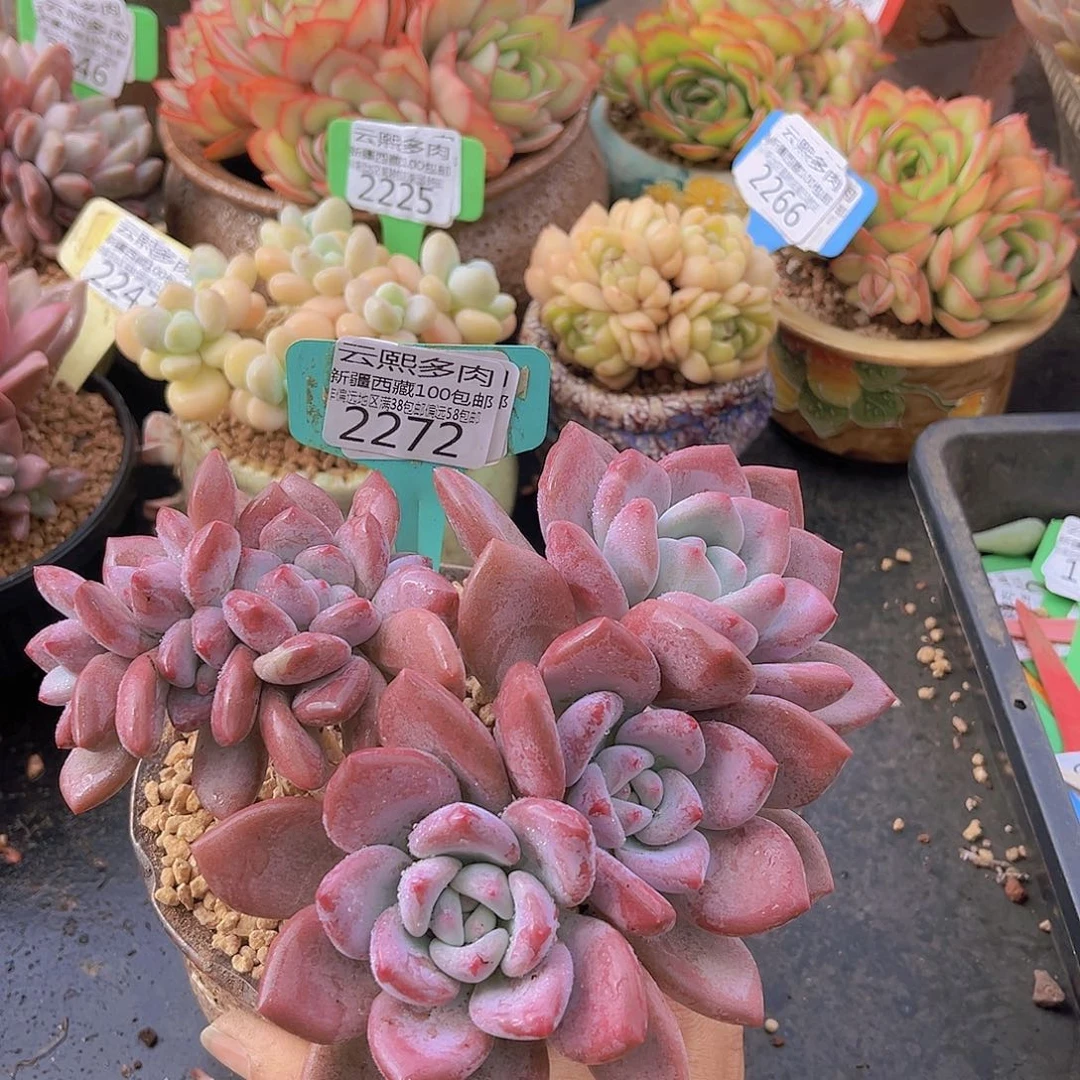 2272奥普琳娜朵朵缀多肉植物