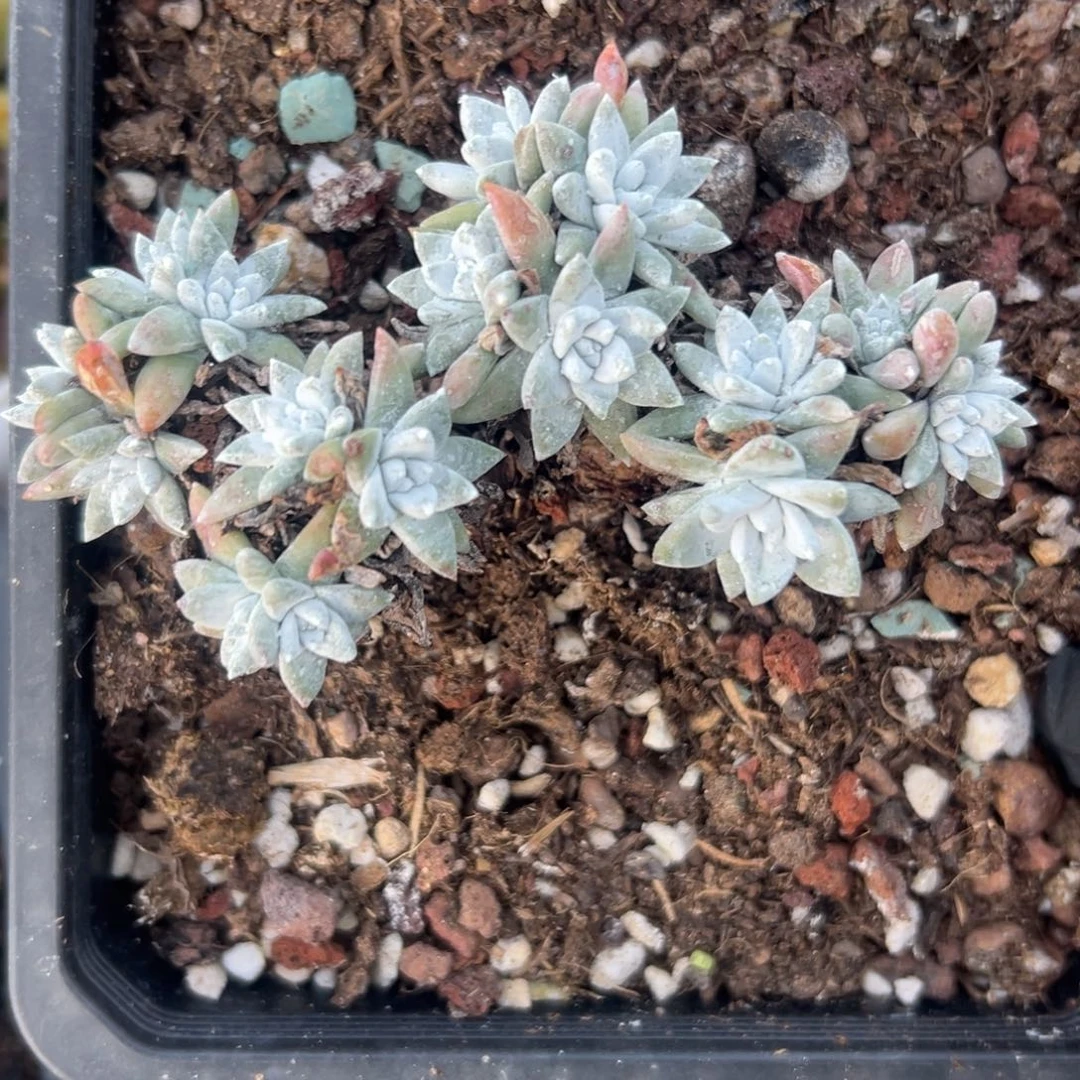 16头厚粉白菊～一物一拍623