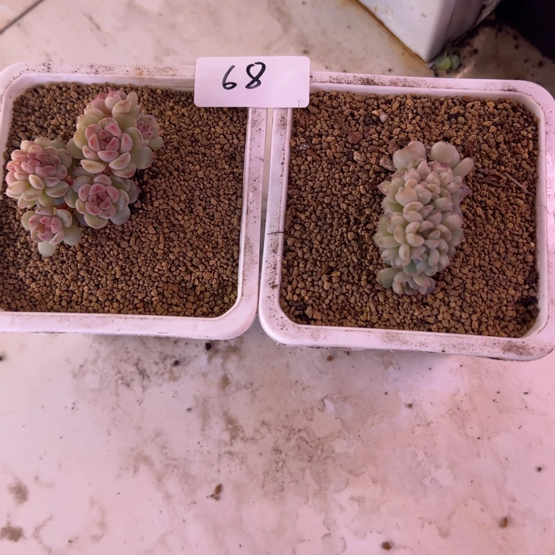 ****己糖心多肉一物一拍68