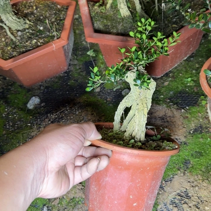 完全开放回来护心土发货不带盆12346